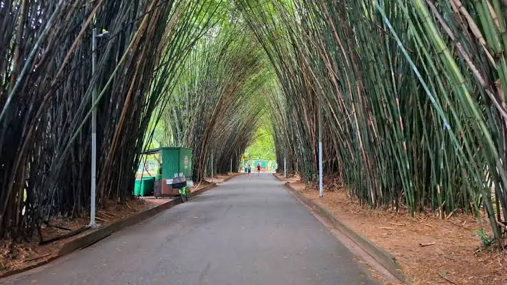 Lavanderia de tapetes e carpetes no bairro Ibirapuera